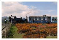 Darjeeling Tea Gardens