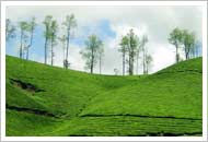 Munnar Tea Gardens