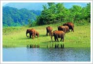 Periyar National Park