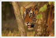 Golden Triangle with Ranthambore Tour