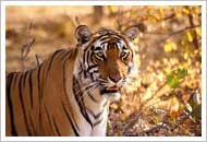 Tiger in Kanha National Park