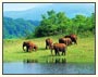 Wildlife tour of South India