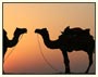 Rajasthan Heritage Tour