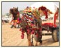 Pushkar Fair Special Tour Package