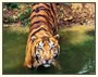 Wildlife tour of North India