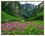 Valley of Flowers - Hemkund Sahib