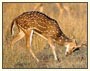 Rajasthan Wildlife and Goa Tour